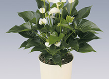 Anthurium Blanc